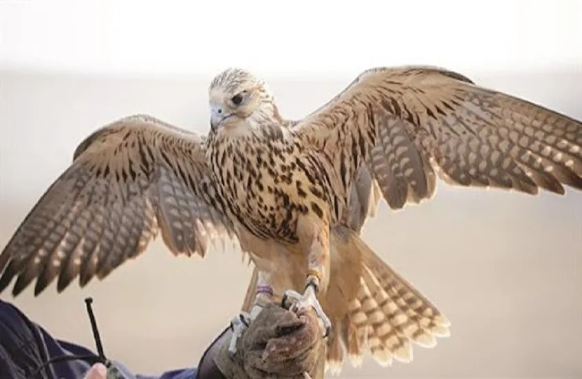 يقدر ثمنه بـ60 ألف دولار.. اصطياد طير حر نادر في مدينة جيرود السورية (فيديو)